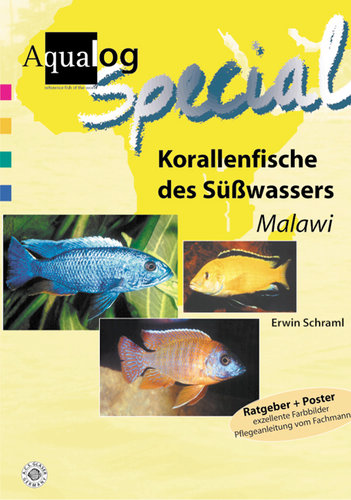 Korallenfische des Süßwassers "Malawi"