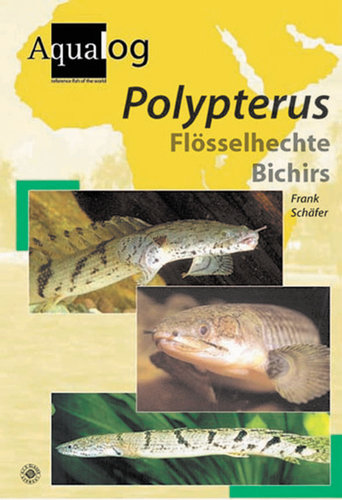 Polypterus - Bichirs