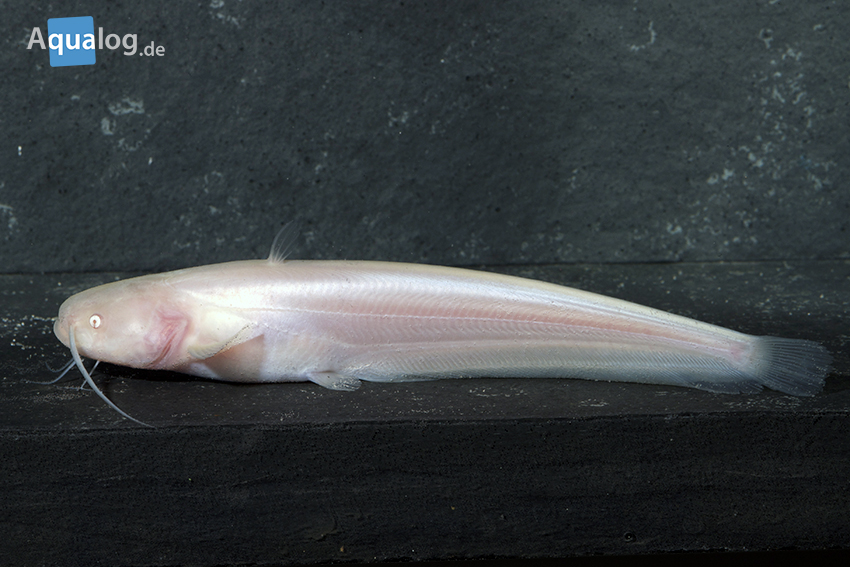 silurus glanis albino juv