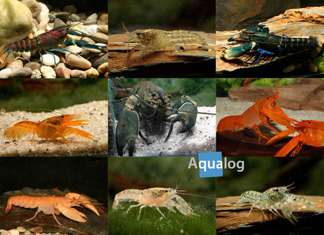 Freshwater Crayfishes 