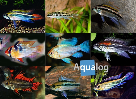 www.aqualog.de