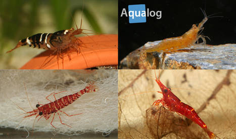 Freshwater Shrimps - Aqualog.de