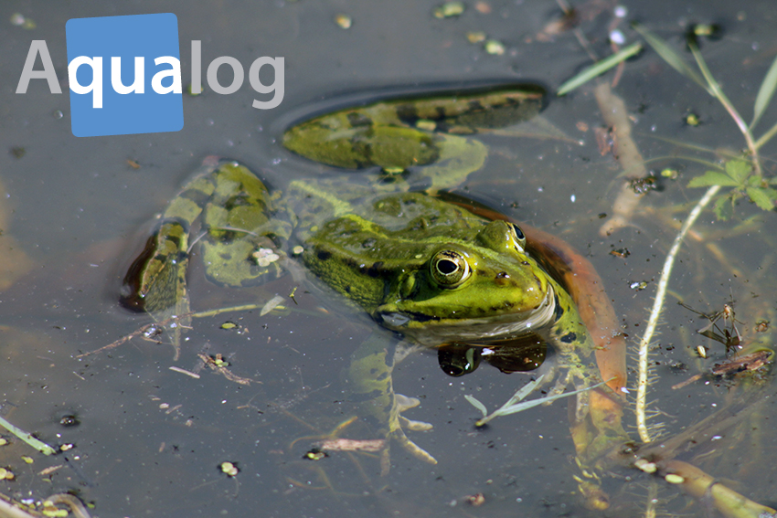 Wasserfrosch in Sanssouci