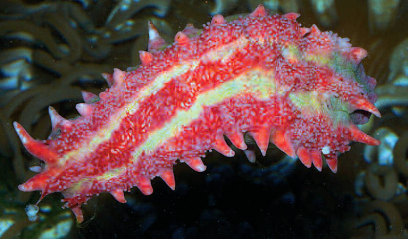 Colochirus crassus is a gorgeous plankton-feeding sea cucumber.