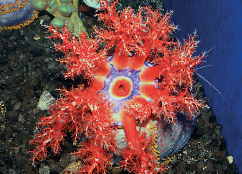 The mouth tentacles of Pseudocolochirus look like soft corals.
