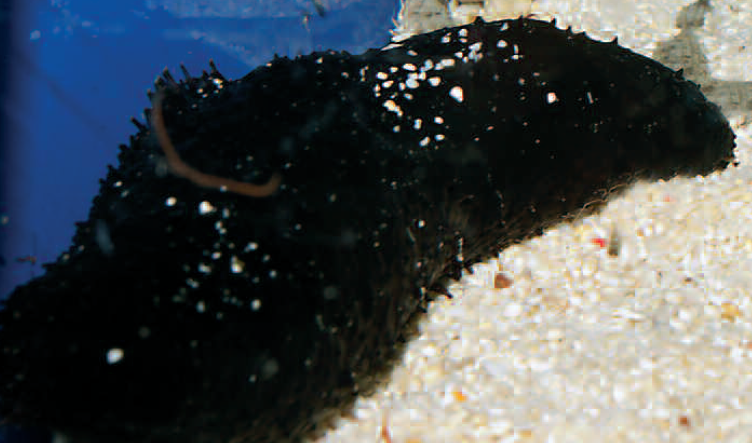 Holothuria atra - this species can grow to more than 30 cm long.