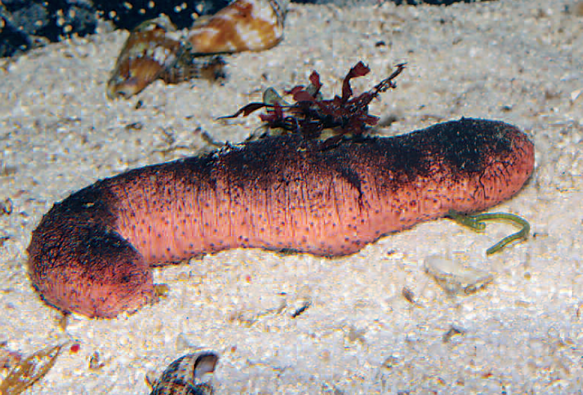 Large numbers of Holothuria edulis - the name means "edible sea cucumber" - are processed into trepang.