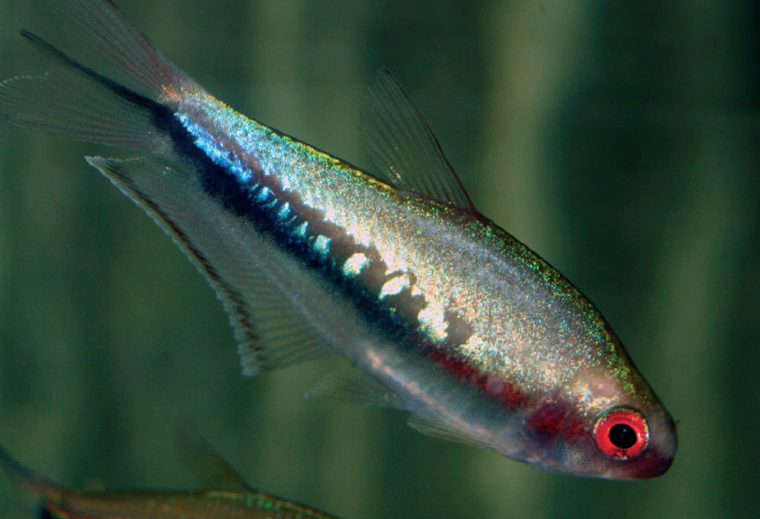 Nematobrycon lacortei male.