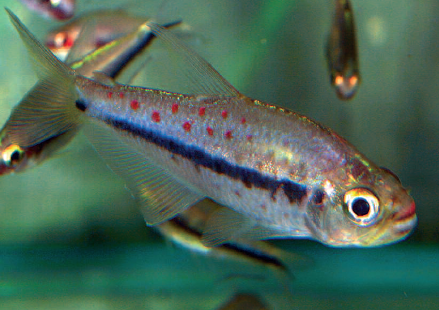 Pseudochalceus kyburzi was named in honor of the discoverer of the Emperor Tetra. The species is a particular rarity in the aquarium.