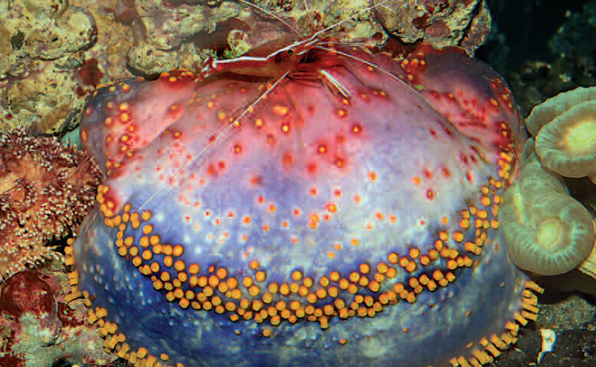 Pseudocolochirus are also known as sea apples. They seek out quiet spots for themselves in the aquarium.