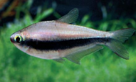 The females of Nematobrycon species (here N. palmeri) can always be easily recognized, as they lack the prolongation of the central caudal-fin rays.