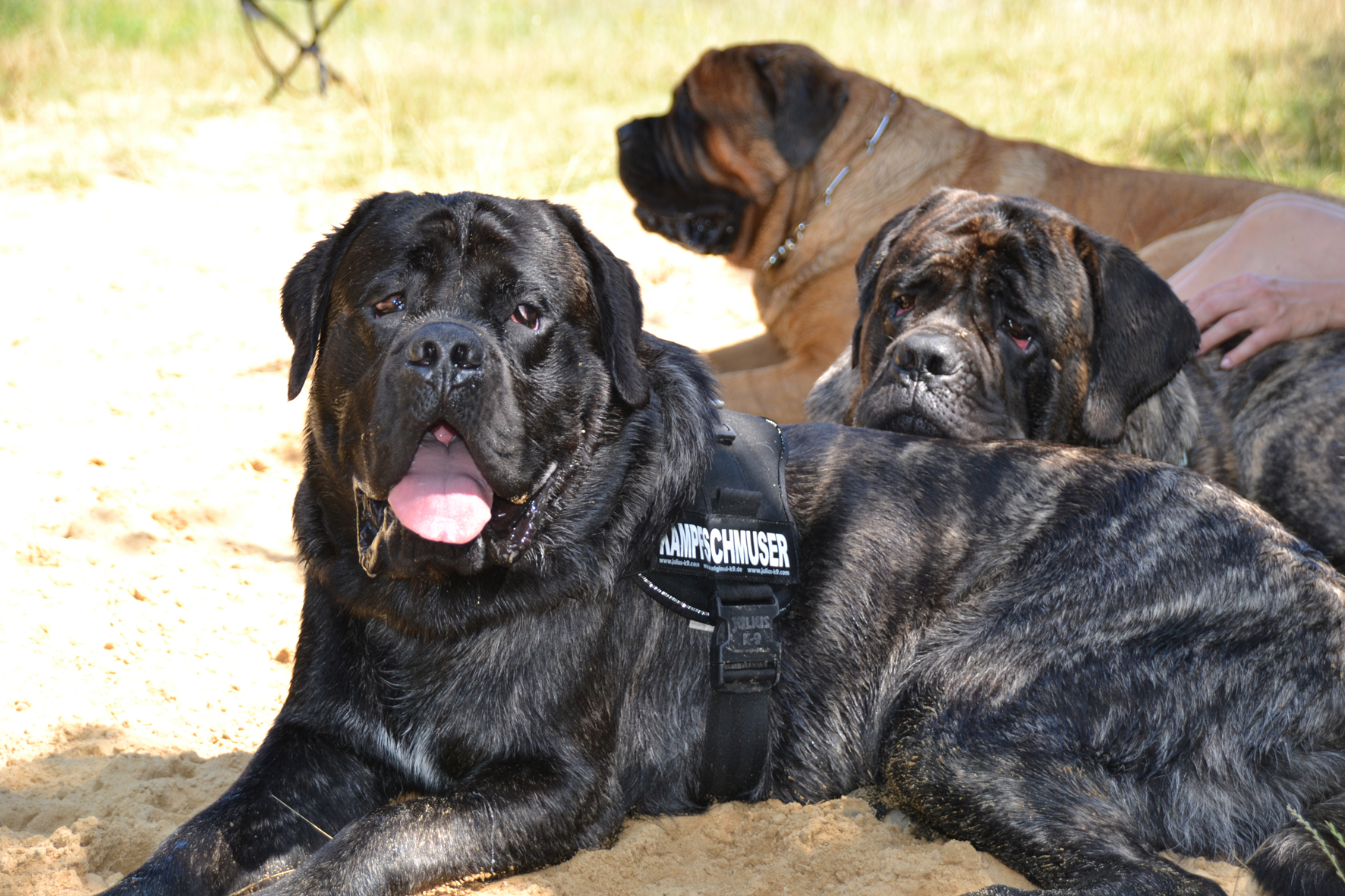 Sanfte Riesen: Old English Mastiffs Bild: Cheech Vecchiatto