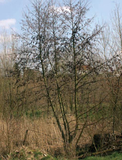 Common alders are short-lived and live for only 100-120 years. Even young trees fruit abundantly.