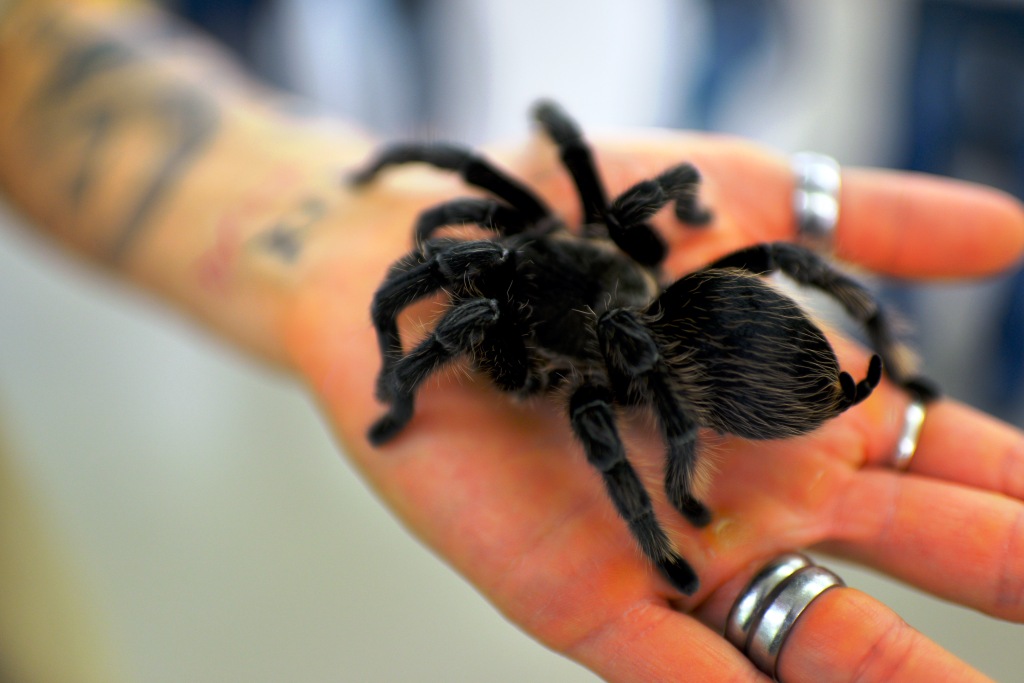 Spinne, Bildnachweis: Messe Sindelfingen. Wer traut sich? Große, faszinierende Spinnentiere sind ebenfalls auf der Fisch & Reptil zu Gast.