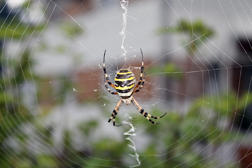 Zebra-oder Wespenspinne, Argiope bruennichi, im Netz. Gut zu erkennen: die Netzstabilimente auf 12 und 6 Uhr.