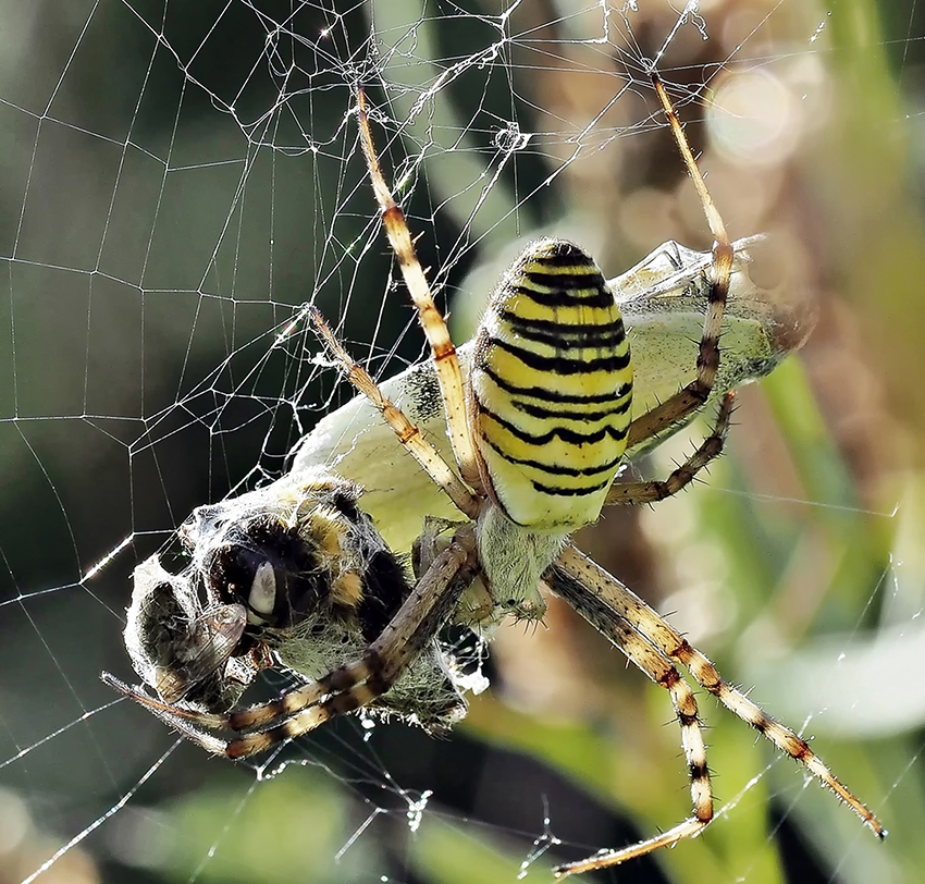 Weibchen der Wespenspinne mit einem Kohlweißling als Beute. Die Hauptbeute der Wespenspinne stellen Heuschrecken dar.