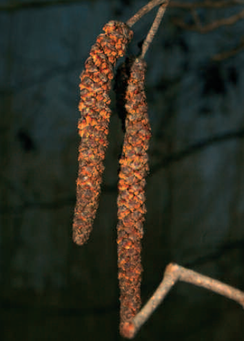 Male Common Alder flower (catkin).