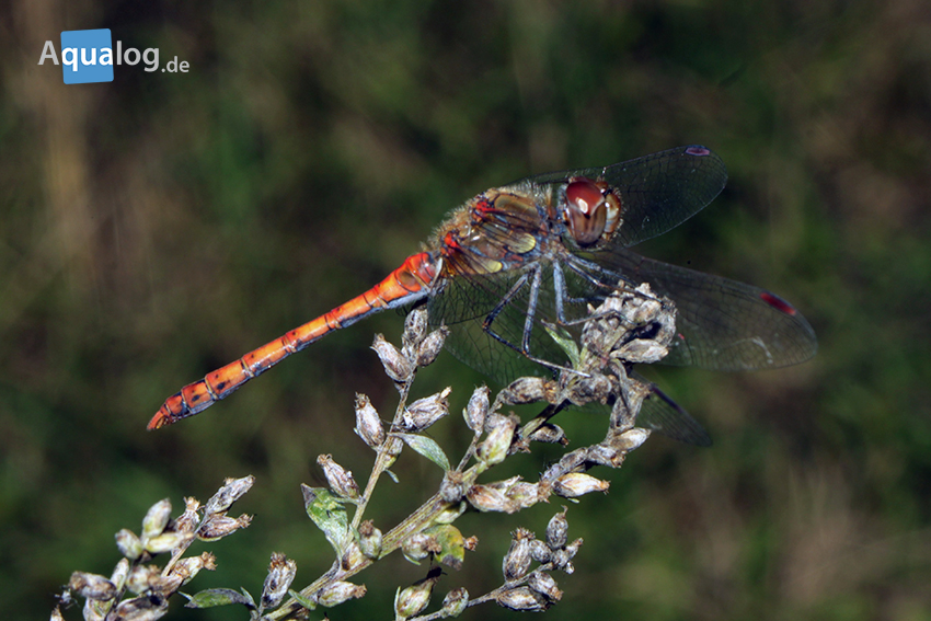 Große Heidelibelle (Sympetrum striolatum)