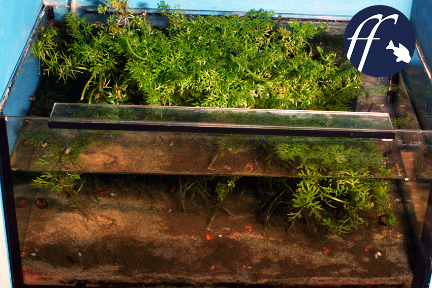 So kann ein kleines Aquarium für Boraras aussehen, mit bewachsenem Hamburger Mattenfilter. Der Wasserfarn wächst teilweise Meers und entzieht dem Wasser so Stickstoff bereits in der Form von Ammonium.