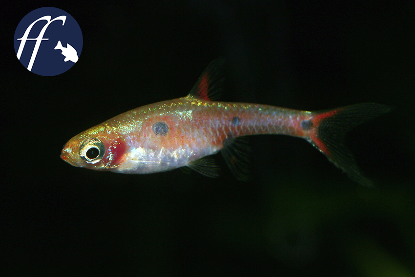 Weibchen der gleichen Population von Boraras maculata