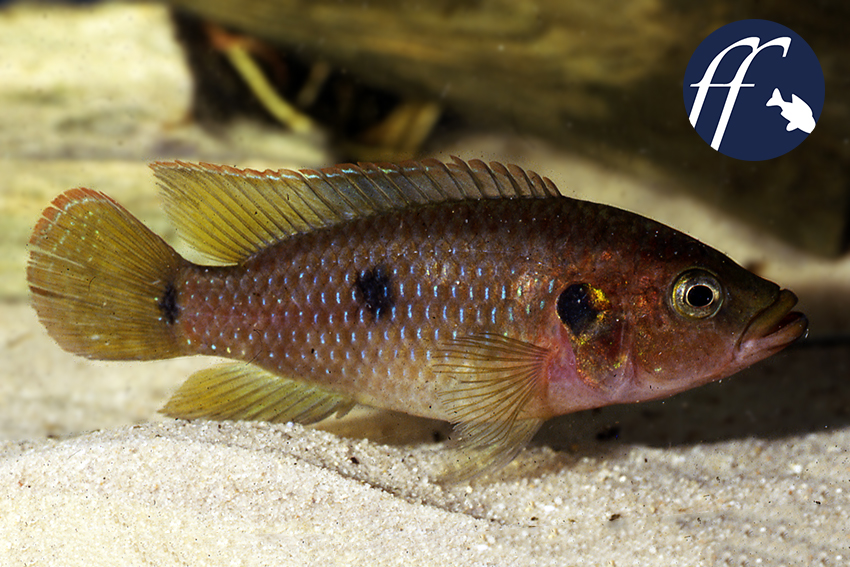 Der "echte" Hemichromis bimaculatus - dies ist ein Wildfang-Männchen aus Ghana - ist nur sehr selten im Hobby zu finden.