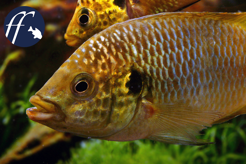 Hemichromis sp. Guinea II ist ein ungewöhnlicher Roter Cichlide.