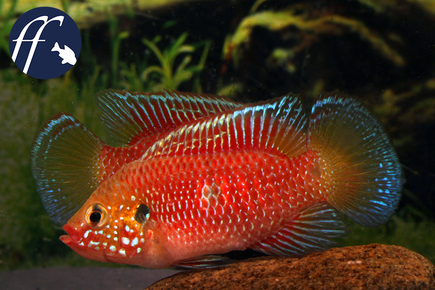 Hemichromis stellifer