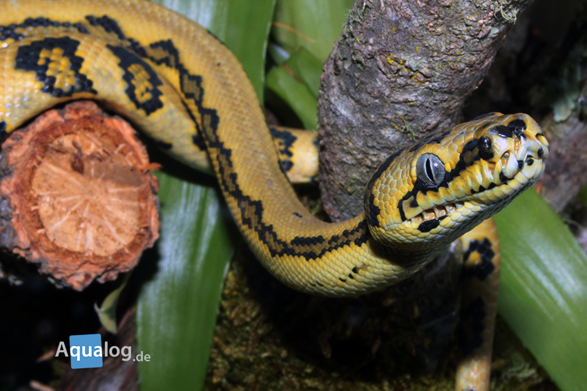 Es gibt inzwischen viele Zuchtformen des Teppichpythons, die in der Natur nicht vorkommen, so wie diese "Jungle"-Zuchtform.