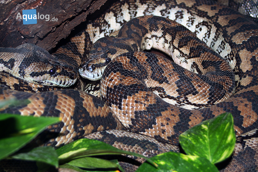 Teppichpythons, Morelia spilota variegata, stammen aus Australien. Die werden gewöhnlich 2 m, selten bis 4 m lang und eigen sich sehr gut zur Pflege und Zucht.