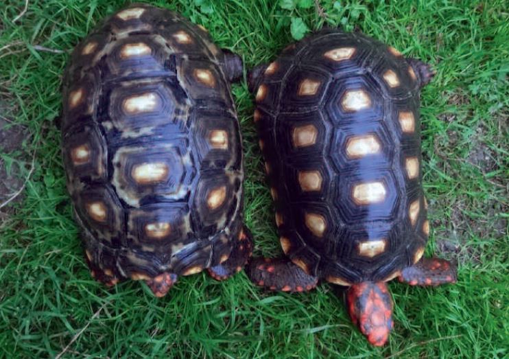 Successful Breeding Of The Red Footed Tortoise Aqualog De