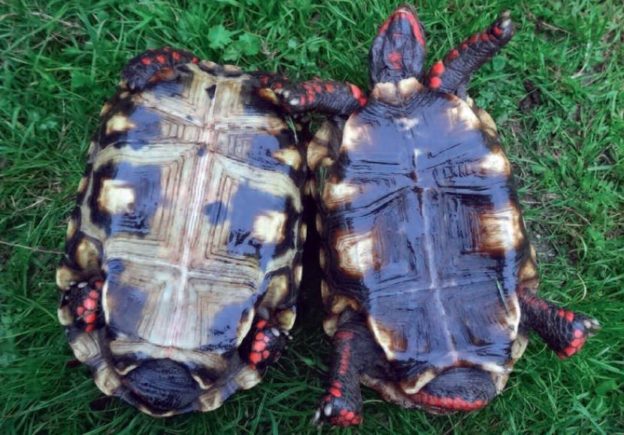 Successful Breeding Of The Red Footed Tortoise Aqualog De