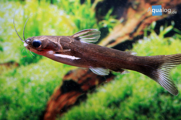 Tatia strigata Aqualog.de