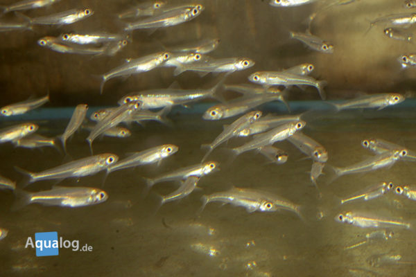 Microschemobrycon casiquiare