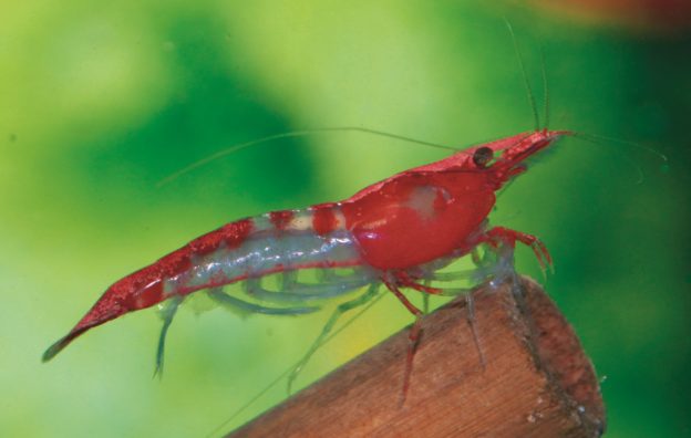 Eine für alle Neocaridina heteropoda Aqualog.de