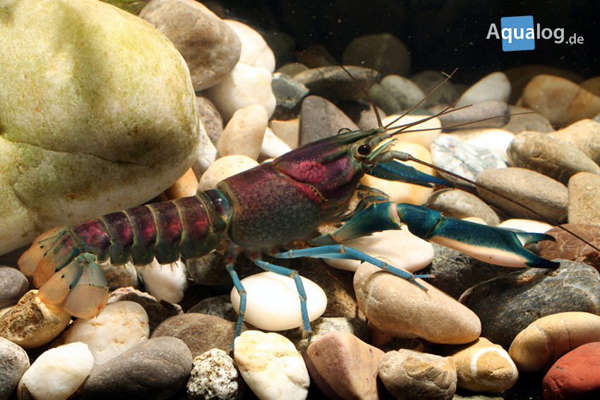 Cherax spec. Hoa-Creek