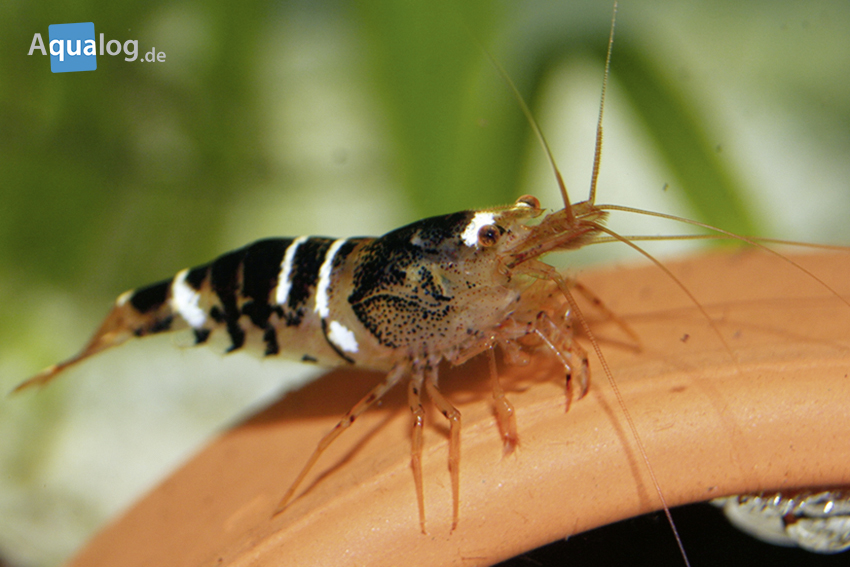 Caridina logemanni