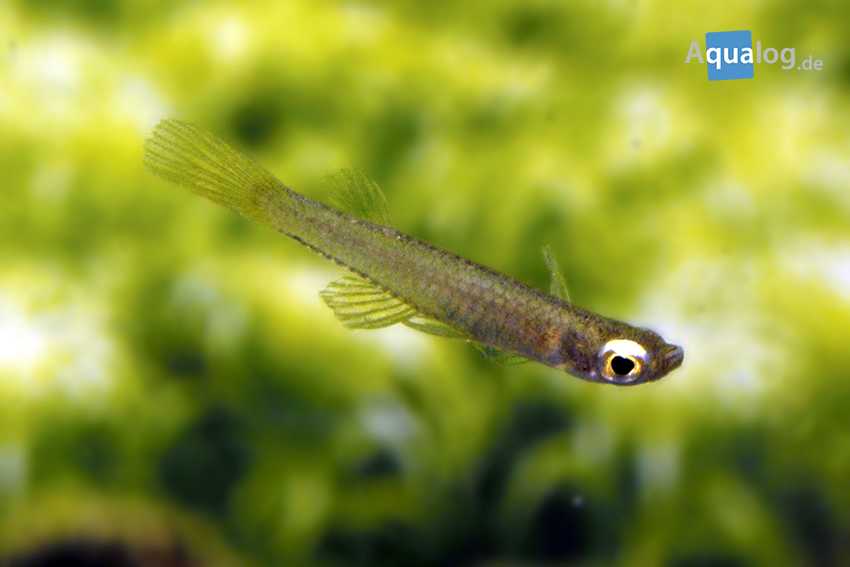 Fluviphylax Zwergleuchtaugen aus Venezuela Aqualog.de