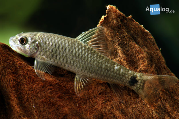 Wer kennt diese Garra? Aqualog.de