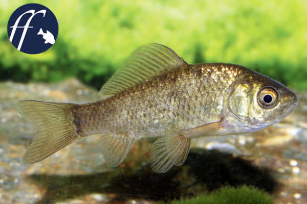 59+ Karausche Jungfisch Plötzlich Im Teich, Erfahren sie, wie sie