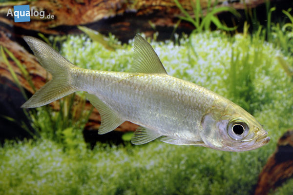 Megalops atlanticus der Tarpun Aqualog.de