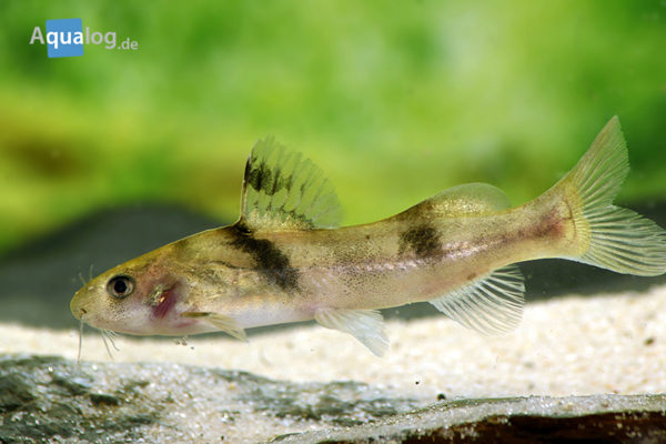 Kurz vorgestellt: Batasio fasciolatus - Aqualog.de