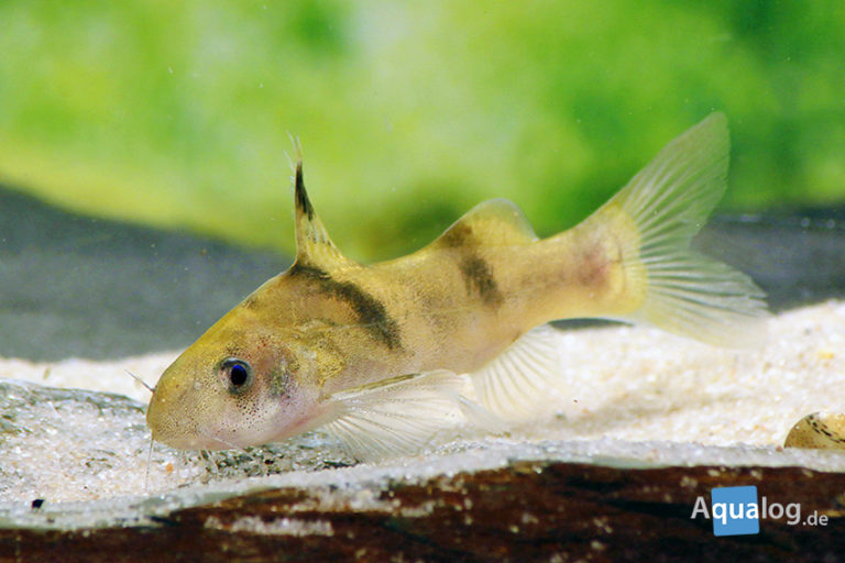 Kurz Batasio fasciolatus Aqualog.de