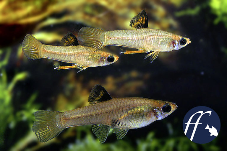 Priapella olmecae und Xenophallus umbratilis Zwei seltene Wildformen