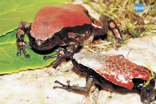 Phrynomatis Knallrote Schönheiten Aqualog.de