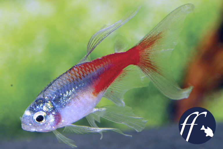 Der Neonsalmler - ein Fisch, der die Welt veränderte - Aqualog.de