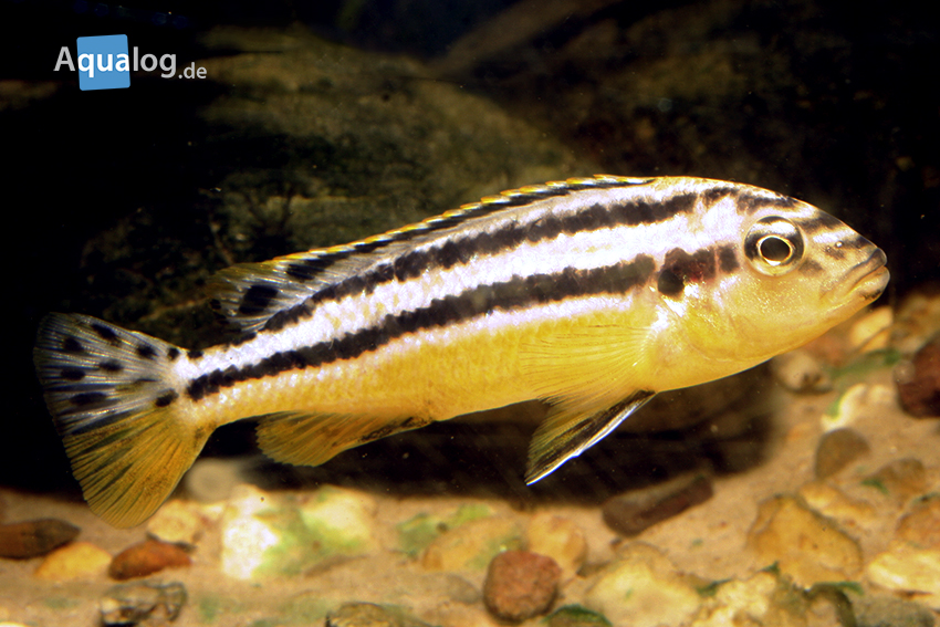 Der Türkis-Goldbarsch, Melanochromis auratus - Aqualog.de
