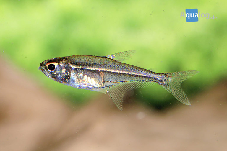 Hoplocharax goethei Aqualog.de