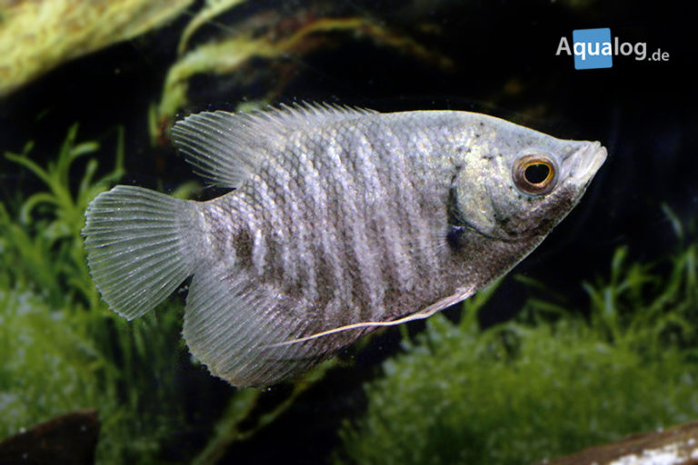 Osphronemus exodon Aqualog.de