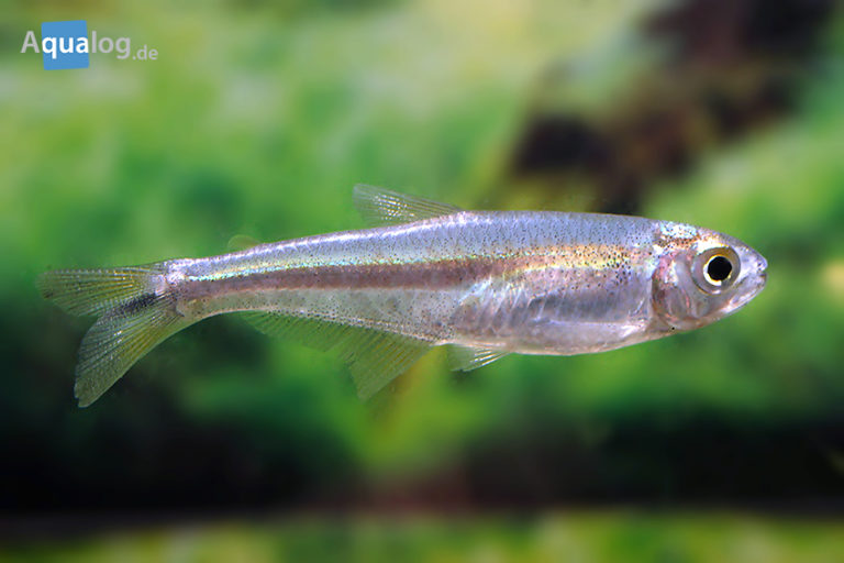 Zum ersten Mal in Deutschland Creagrutus paraguayensis Aqualog.de