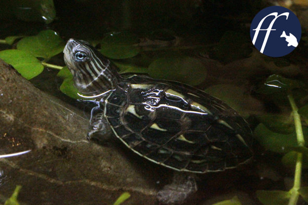 Die Chinesische Streifenschildkröte Aqualog.de